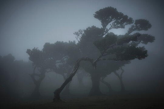 Moody forest scene with trees in dense fog at Fanal, Madeira, Portugal.