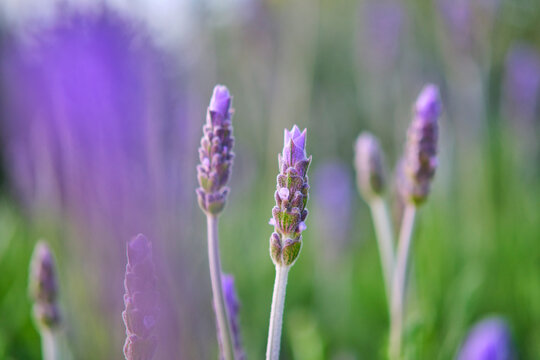 Closeup of blooming lavender flowers in Locorotondo, Puglia, Italy.