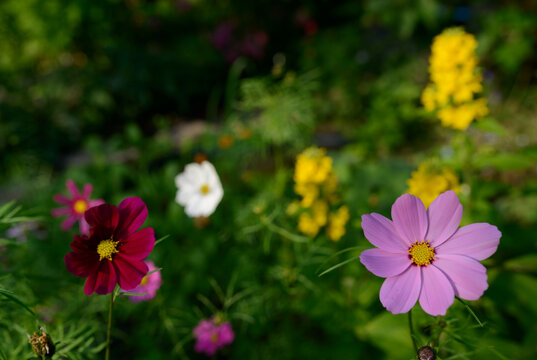 Close-up of colorful wildflowers in a garden during summer