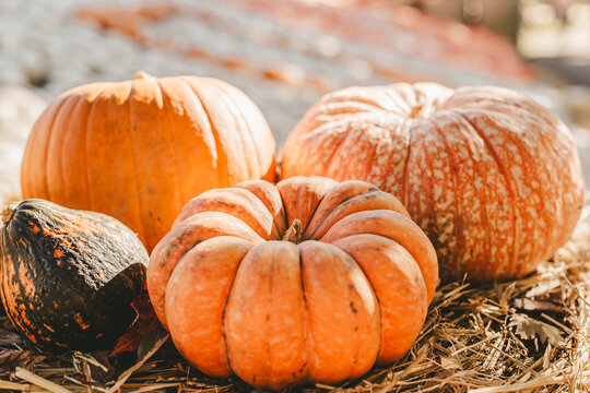 Decorative pumpkins on hay in Ludwigsburg, Baden-Wurttemberg