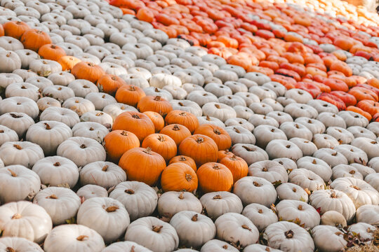 Rows of orange and white pumpkins in Ludwigsburg, Germany