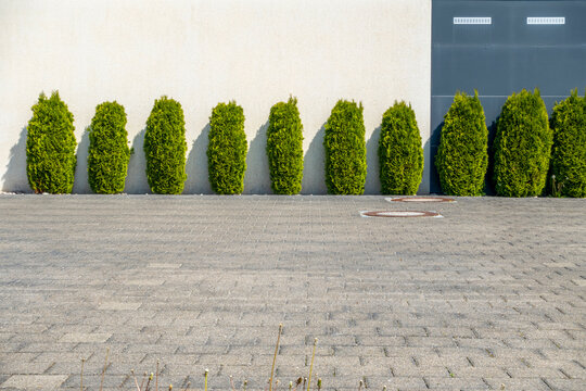 Thuja trees in graphic arrangement against a wall in Augsburg Germany