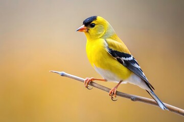 Fototapeta premium Minimalist Goldfinch Photography: Bird, Nature, Simple, Elegant, Yellow, Wildlife, Closeup, Branch, Minimal, Goldfinch Image, Fine Art Print, Poster, Wall
