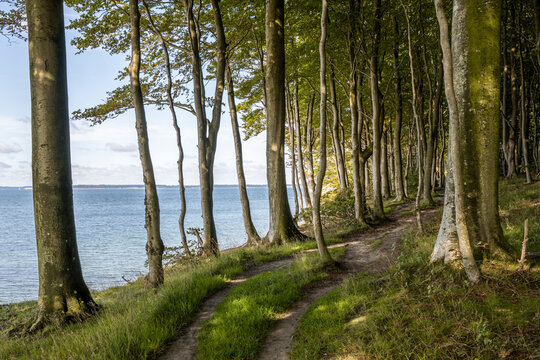 Path through a forest along a coastline on the island of Als in Denmark