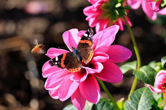 Red admiral butterfly and bee on pink dahlia in Saxony, Germany - Powered by Adobe