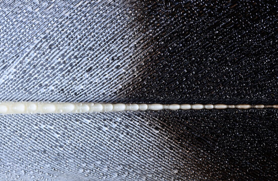 Close-up of a bird feather with water droplets, captured with a macro lens.