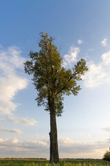 one tree with green foliage on the edge of an agricultural field