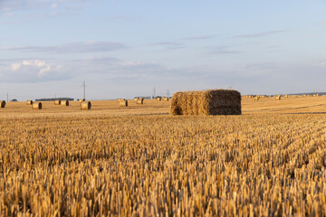 square stacks of golden wheat straw in a field at sunset