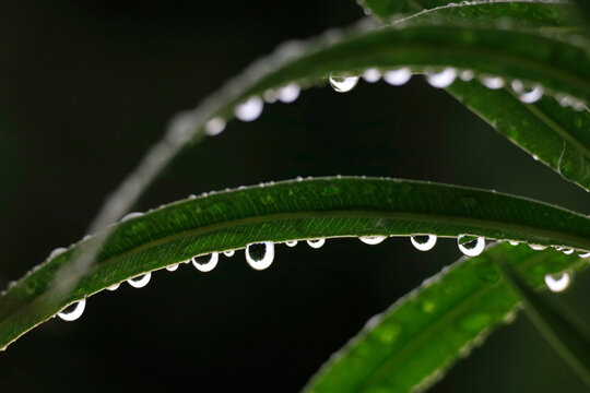 Close-up of Oleander leaves with rain droplets during summer in Germany.