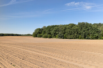 Obraz premium trees growing in the forest in spring next to the field on which the soil was plowed for sowing grain
