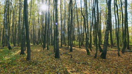 Fototapeta premium Colored trees in sunlight in autumn forest. Gorgeous autumn forest scenery. Timelapse.