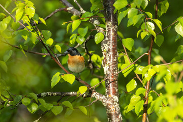 Colorful male Brambling perched on Birch during  sunny summer evening in Riisitunturi National Park, Northern Finland