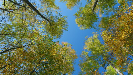 Autumn foliage on treetops. Bright orange leaves of autumn trees. Autumn tree tops. Wide shot.