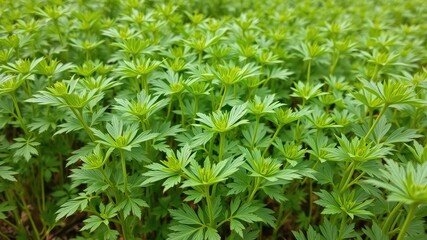 Green leaves background, fenugreek leaves plant, Medicine plant wallpaper, Fenugreek plant in field. Green Fenugreek . Fresh Green Fenugreek Leaves