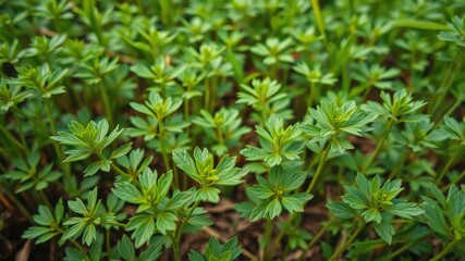 Green leaves background, fenugreek leaves plant, Medicine plant wallpaper, Fenugreek plant in field. Green Fenugreek . Fresh Green Fenugreek Leaves