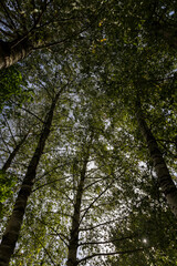 tall birches in sunny weather in early autumn
