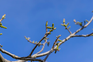 sunny weather in an orchard with walnuts