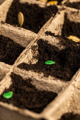 Seed in fertile soil in cardboard cups