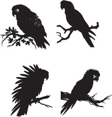 Parrot Silhouettes Collection - Adobe Stock Vector Illustrations