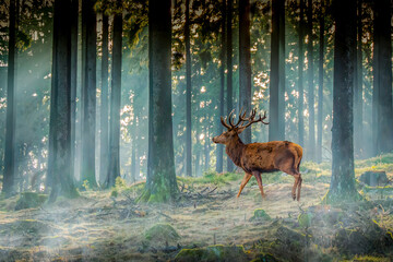 Majestic Red Deer Stag in Misty Forest