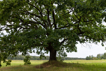 a lone oak tree growing in a field with green grass against a cloudy sky
