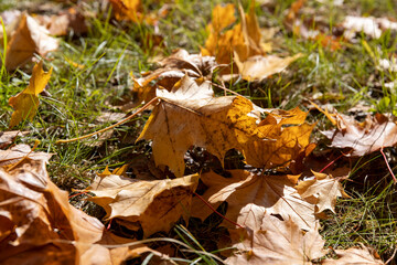 fallen yellowed maple leaves , sunny weather in the park