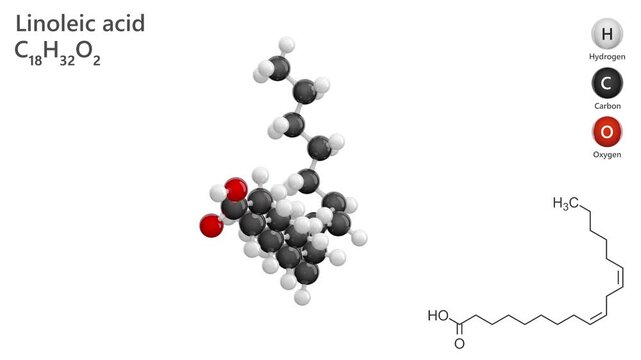 Linoleic Acid. Polyunsaturated fatty acid. Animated 3D model of a molecule. Molecular formula: C18H32O2. Chemical model: Ball and stick. White background. 3D rendering. Seamless loop.