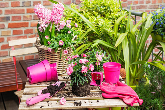 Planting of pink spring flowers on balcony garden table with various gardening tools