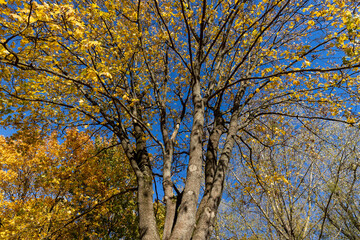 yellow maple foliage against a blue sky in sunny autumn weather