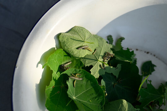 Caterpillars on nasturtium leaves in a garden container during summer in Hamburg