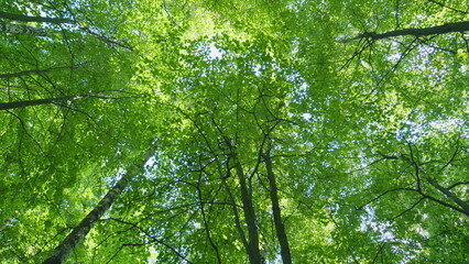 Fototapeta premium Summer sun rays shimmer. Forest at sunrise on a summers day with light flickering through leaves. Wide shot.