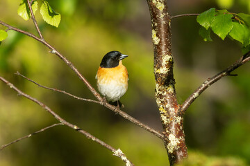 Colorful male Brambling perched on Birch during  sunny summer evening in Riisitunturi National Park, Northern Finland