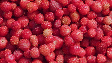 Wild berry red strawberries. Fresh heap of ripe wild strawberries. Close up.