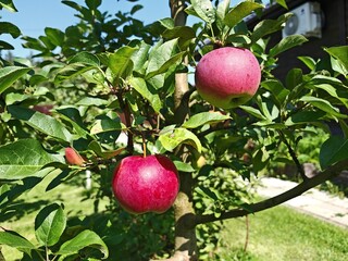 Ripe red apples hang on the branches of a tree among green leaves. The tree grows on the grassy lawn next to the house. Sunny summer weather