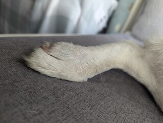 Dogs foot paw