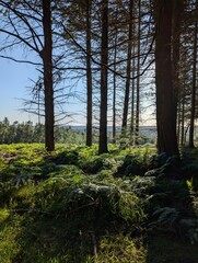 Obraz premium trees in the forest in the sun