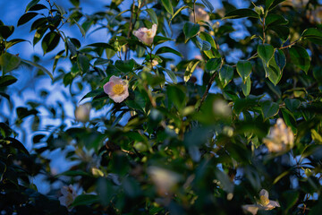 Exquisite Varieties of Camellias in Bloom from Christchurch, New Zealand
