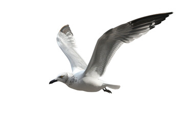 Majestic Gull in Flight Captured with Detailed Feathers Showcasing Freedom and Nature's Beauty