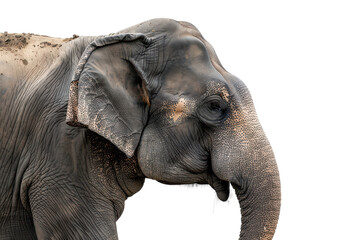 Fototapeta premium Hyperrealistic Side Profile of an Asian Elephant - Perfect for Wildlife and Nature Projects