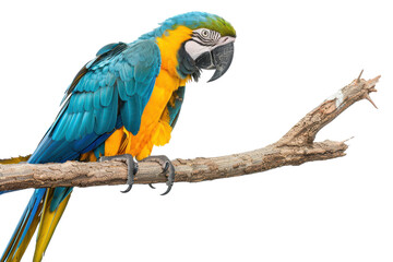Obraz premium Hyperrealistic Blue and Gold Macaw Perched on an Invisible Surface, Perfect for Avian Art Displays and Educational Materials