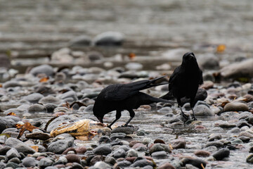 Raven eating salmon in British Columbia, Canada