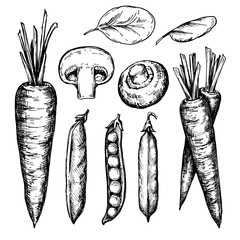 Vegetables sketch sketch ink graphic illustration, draft silhouette drawing, black on white line art. Botanical vintage etching food design.