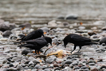 Raven eating salmon in British Columbia, Canada