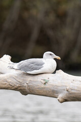 Seagull sitting on a tree branch in Squamish, British Columbia, Canada
