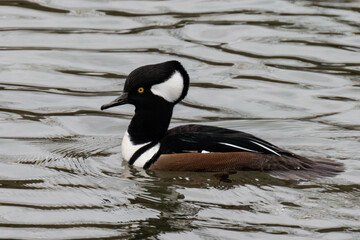 Hooded merganser (Lophodytes cucullatus) swimming on a lake