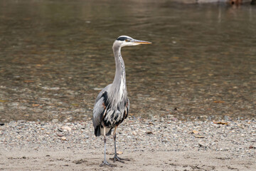 Great blue heron on a riverbank