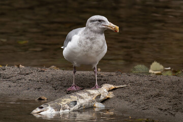 Seagull eating some salmon in Squamish, British Columbia, Canada