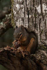 Douglas squirrel (Tamiasciurus douglasii) on a tree branch eating a nut