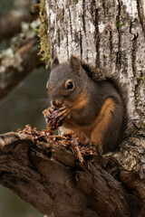 Douglas squirrel (Tamiasciurus douglasii) on a tree branch eating a nut