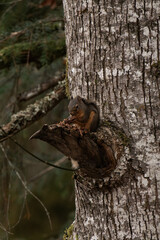 Douglas squirrel (Tamiasciurus douglasii) on a tree branch eating a nut